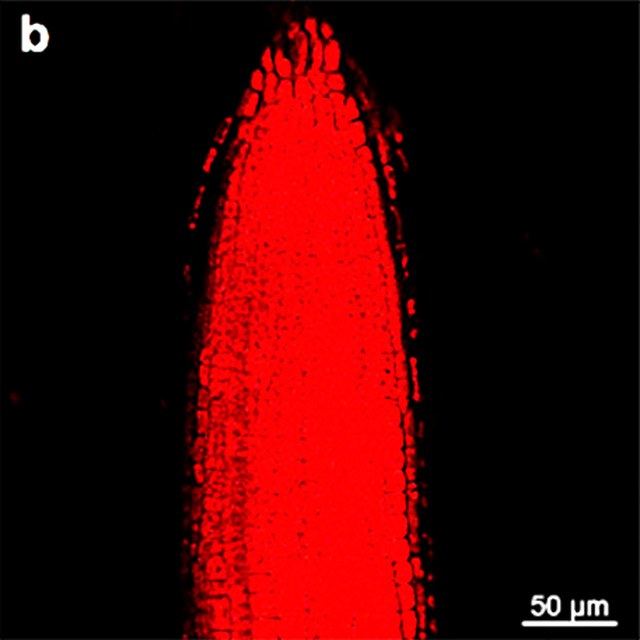 TOC: Esterase-Activated Precipitating Strategy