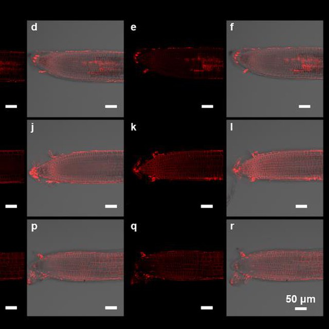 TOC: Antipermeability Strategy to Achieve Extremely High Specificity